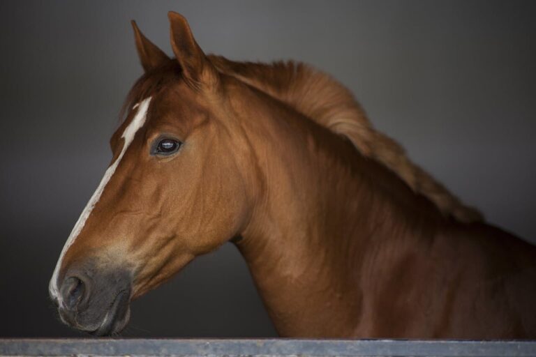 Contagious illness for horses closes PG Agriplex temporarily