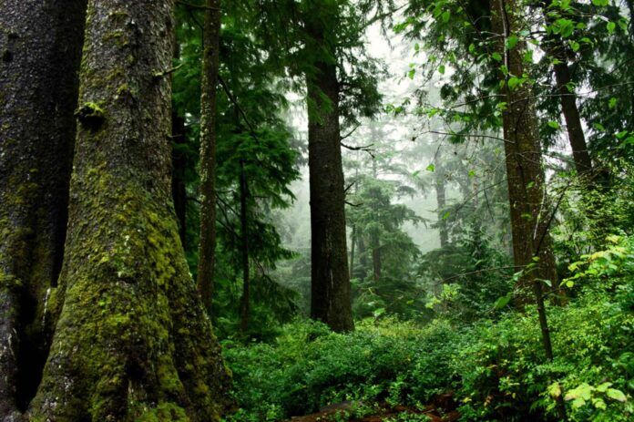 Environmental groups want BC to refocus measures to protect old-growth forests