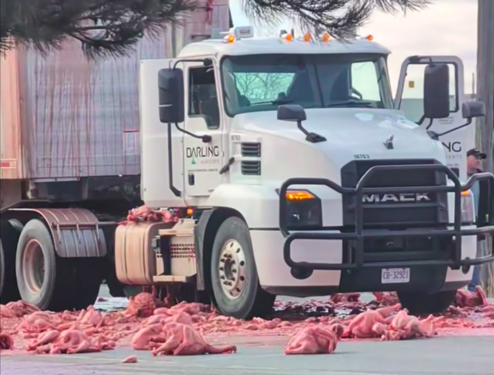 Fowl scene: Turkey remnants spill all over busy street in Ontario community