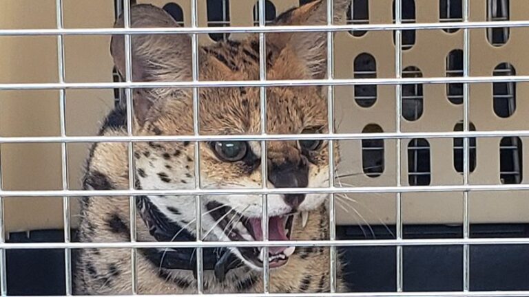 B.C. sharpens claws on exotic cat ownership