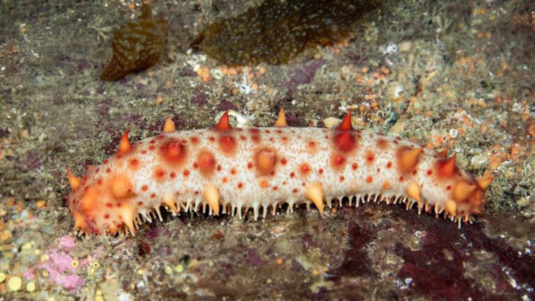 B.C. man gets $1M fine, 6 years in jail for illegal sea cucumber harvesting
