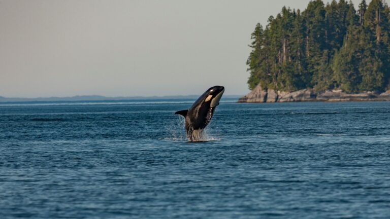 New protection measures in place for Great Bear Sea  