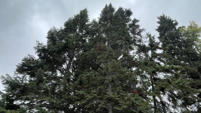 Trees